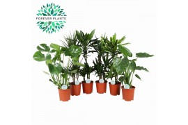 Kamerplanten mix groen Groen Mix kamerplanten p21 1 pp