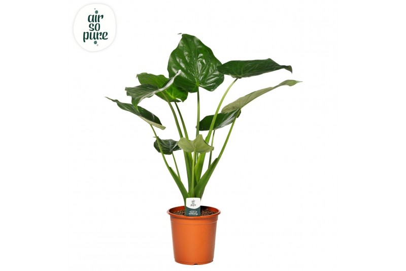 Alocasia cucullata Alocasia Cucullata p21 1 pp 