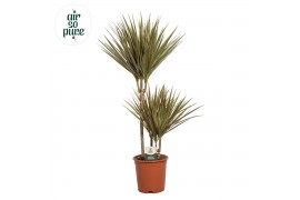 Dracaena marg. bicolor Dracaena Bicolor p21, 45+15+10 (Air so Pure) 3 