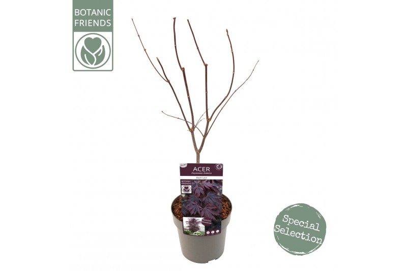 Acer palmatum Acer palm. Black Lace ® PREMIUM 