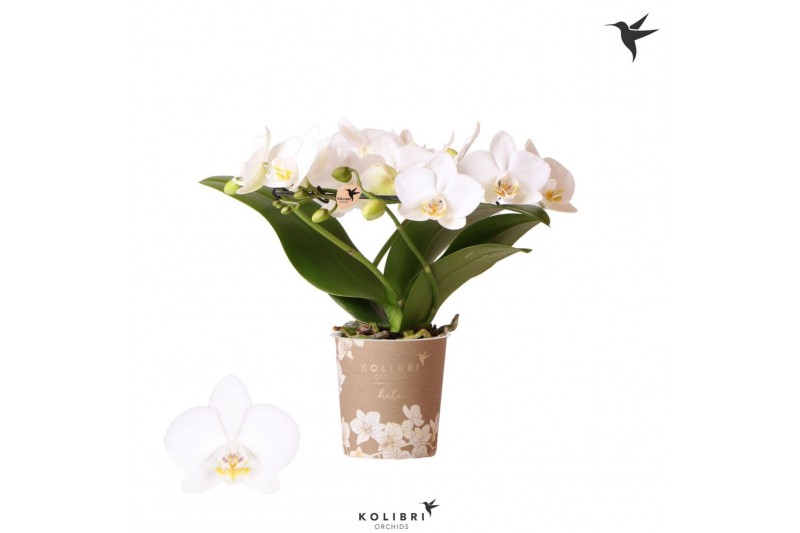 Phalaenopsis multiflora wit Kolibri Orchids Phalaenopsis Halo white24  