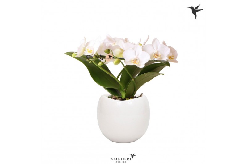 Phalaenopsis multiflora wit Kolibri Orchids Phalaenopsis Halo white in 
