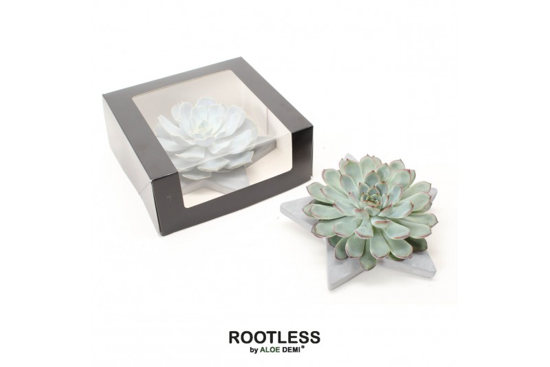 Arrangementen succulenten ROOTLESS Echeveria, Grey star - black box1 p 
