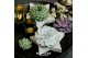 Arrangementen succulenten ROOTLESS Echeveria, Grey star - black box1 p 