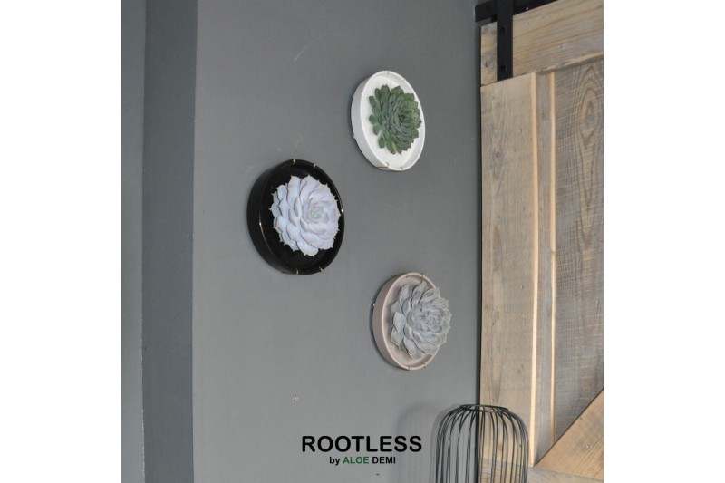 Arrangementen succulenten ROOTLESS x WALL ART Echeveria, Panda bowl1 p 