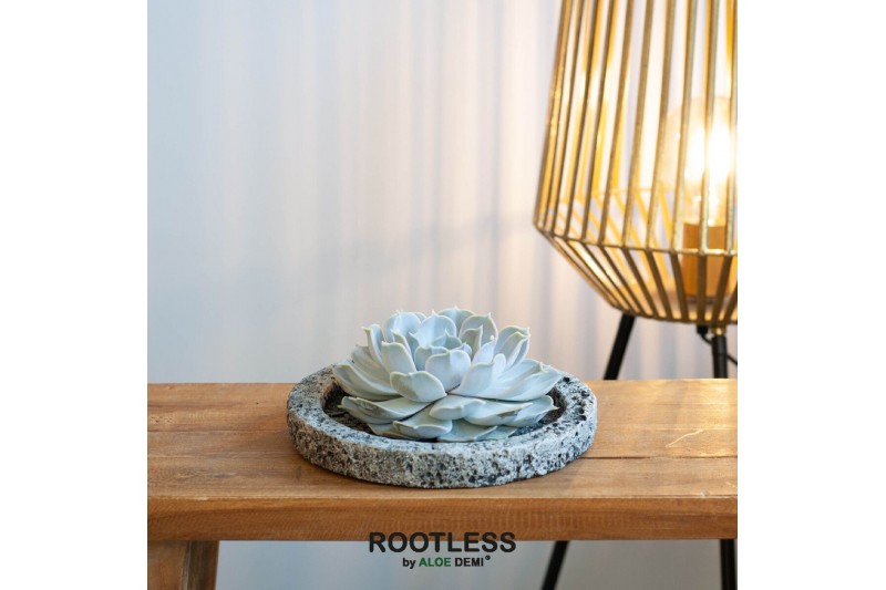Arrangementen succulenten ROOTLESS Echeveria lilacina, Koala bowl1 pp 