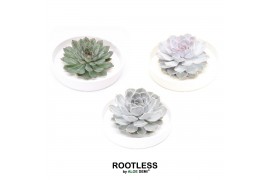 Arrangementen succulenten ROOTLESS Echeveria, Tapir bowl1 pp