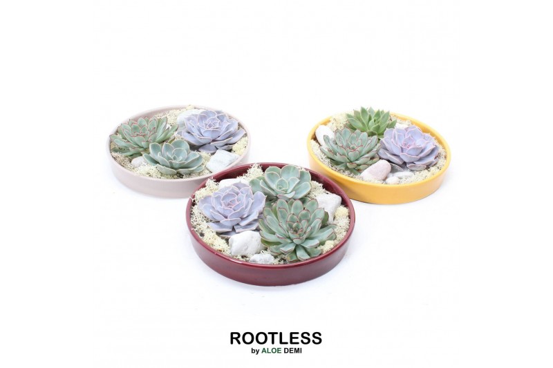Arrangementen succulenten ROOTLESS Echeveria garden, Squirrel bowl3 pp 