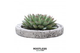 Arrangementen succulenten ROOTLESS Echeveria pulidonis, Koala bowl1 pp