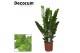 Zamioculcas zamiifolia 8+ 