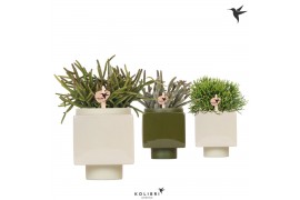 Rhipsalis mix Kolibri Greens Rhipsalis mix in Cube pot green1 pp