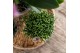 Rhipsalis mix Kolibri Greens Rhipsalis mix in Cube pot brown mix1 pp 