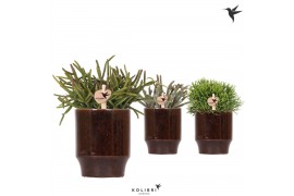 Rhipsalis mix Kolibri Greens Rhipsalis mix in Classy pot brown1 pp
