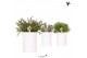 Rhipsalis mix Kolibri Greens Rhipsalis mix in Furrow pot white1 pp 