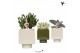 Succulenten mix Kolibri Greens Succulent mix in Cube pot green1 pp 