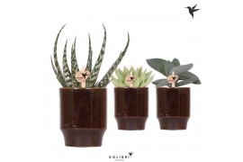 Succulenten mix Kolibri Greens Succulent mix in Classy pot brown1 pp