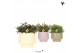 Rhipsalis mix Kolibri Greens Rhipsalis mix in Scandic pot green mix1 p 