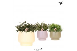 Rhipsalis mix Kolibri Greens Rhipsalis mix in Scandic pot green mix1 p