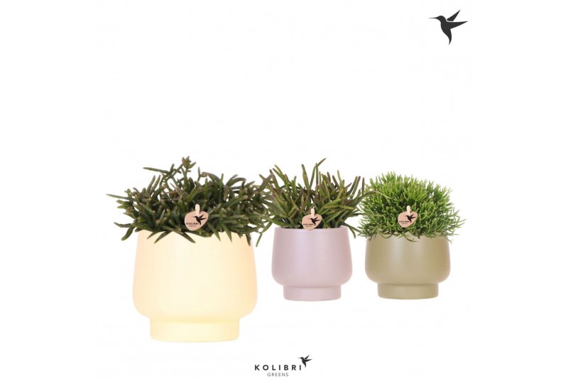 Rhipsalis mix Kolibri Greens Rhipsalis mix in Scandic pot green mix1 p 