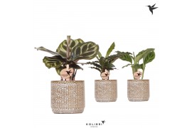 Calathea mix Kolibri Greens Calathea mix in Jaguar pot1 pp