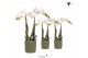 Phalaenopsis multiflora wit Kolibri Orchids Phalaenopsis white 2 spike 