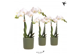 Phalaenopsis multiflora wit Kolibri Orchids Phalaenopsis white 2 spike