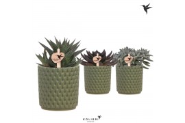 Succulenten mix Kolibri Greens Succulenten mix in Diamond pot green1 p