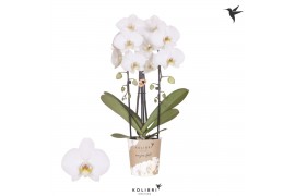 Phalaenopsis elegant cascade Kolibri Orchids Cascade Niagara fall Leed