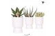 Succulenten mix Kolibri Greens Succulenten mix in Diabolo pot white1 p 
