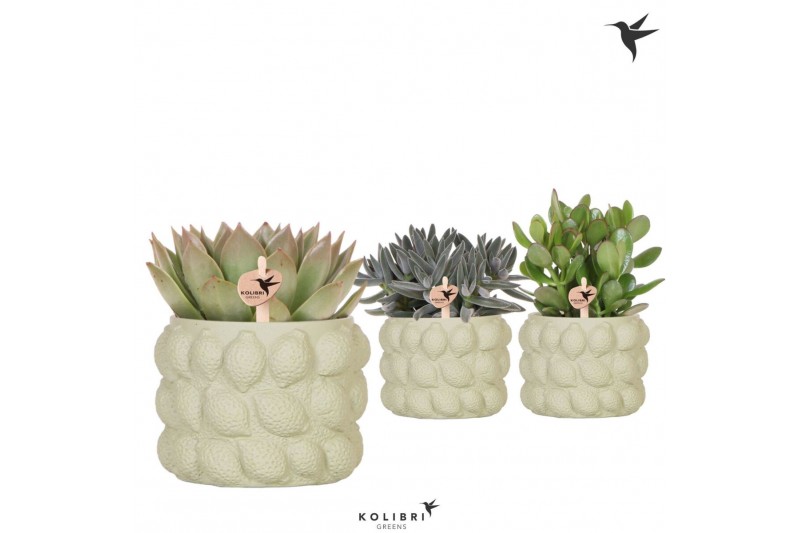 Succulenten mix Kolibri Greens Succulenten mix in Citrus pot green1 pp 