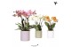 Phalaenopsis mix Kolibri Orchids Phalaenopsis Jewel 4 spike mix in Pas 