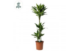 Dracaena frag. der. janet lind Dracaena Janet Lind p24, 75+30+10 3 pp