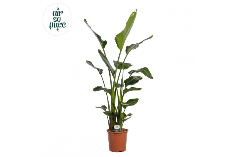 Strelitzia nicolai Strelitzia Nicolai p27 (Air so Pure) zonder bloem b 