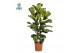 Ficus lyrata Ficus Lyrata, 2pp, p24 2 pp 