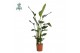 Strelitzia nicolai Strelitzia Nicolai p27 zonder bloem bl. 3 pp 