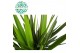 Yucca Yucca p24, 90+45+20 (3+ KOP) 3 pp 