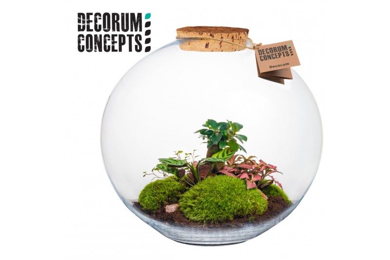 Arrangementen kamerplanten Terrarium Moon (Decorum concepts) 5 pp 