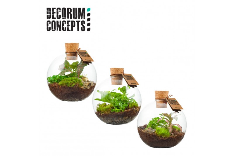 Arrangementen kamerplanten Terrarium Orcus (Decorum concepts) 2 pp 