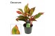 Aglaonema Red Fire 12cm 