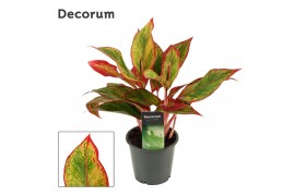 Aglaonema Red Fire 12cm