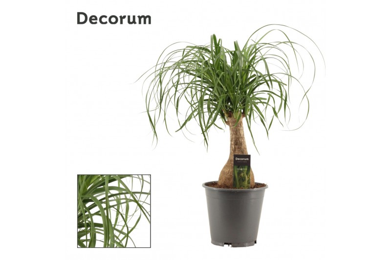 Beaucarnea recurvata Recht 19cm Decorum 