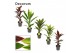 Cordyline fruticosa mix Mix 12cm 