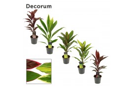 Cordyline fruticosa mix Mix 12cm