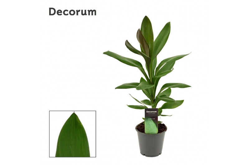 Cordyline glauca Glauca 12cm 