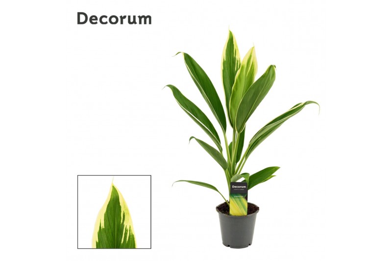 Cordyline fruticosa conga New Conga 12cm 