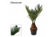 Cycas revoluta Cycas revoluta 6 cm, 3+ veren (Decorum) 3 blad 