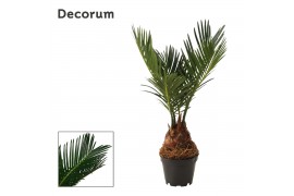 Cycas revoluta Cycas revoluta 6 cm, 3+ veren (Decorum) 3 blad