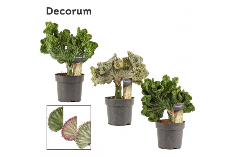 Euphorbia lactea Euphorbia Lactea 14 cm MIx (Decorum) 1 pp 