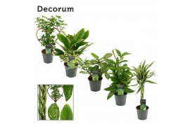 Groene planten mix Green Extreme Mix 12 cm (Decorum) 1 pp