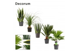 Groene planten mix Groenmix 12 cm (Decorum) 1 pp
